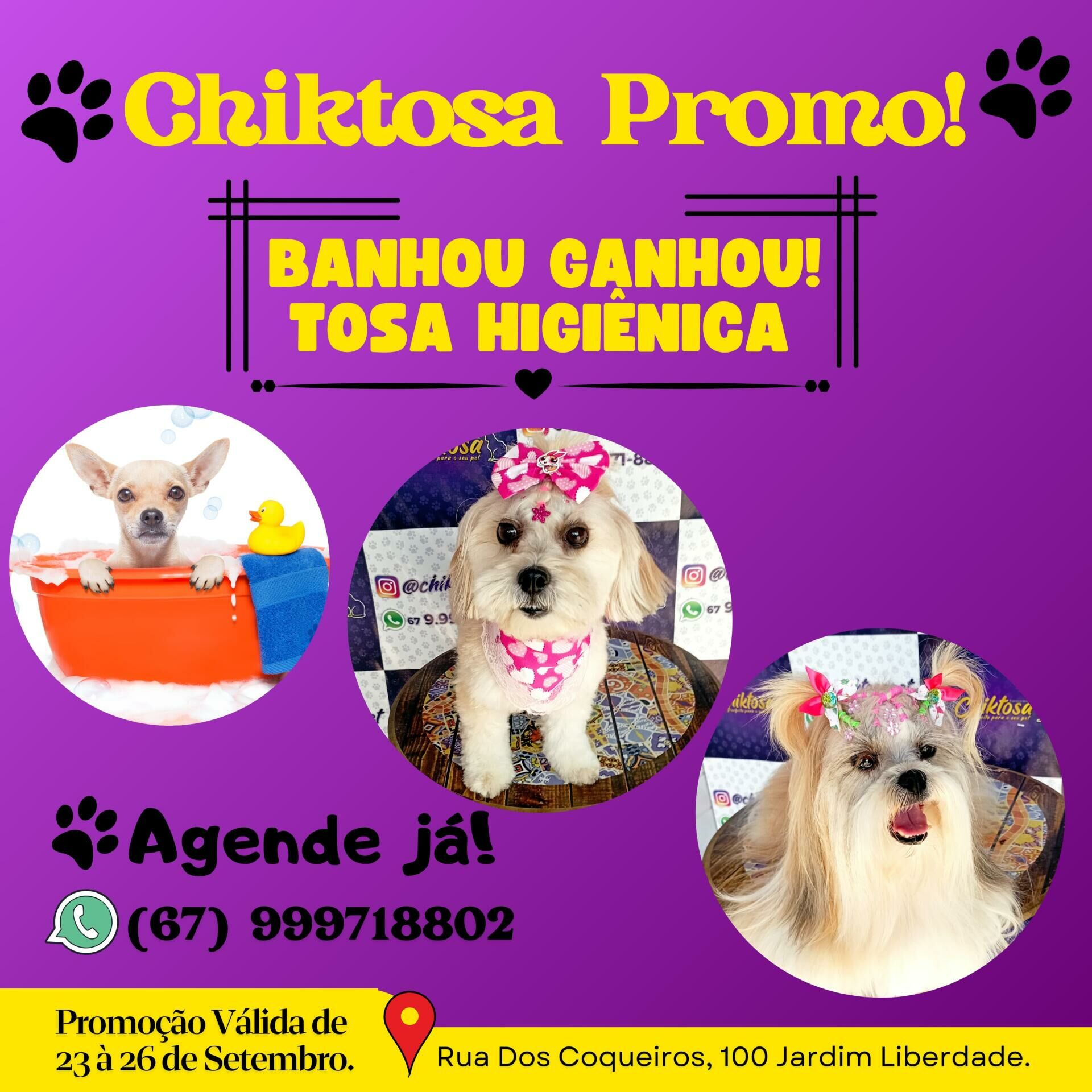 Imagem de compartilhamento para o artigo Pet Shop Chiktosa lança promoção: Banhou, ganhou tosa higiênica da MS Todo dia